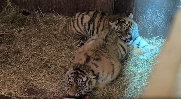 Спасенные амурские тигрята растут «правильно злыми» и развиваются согласно возрасту
