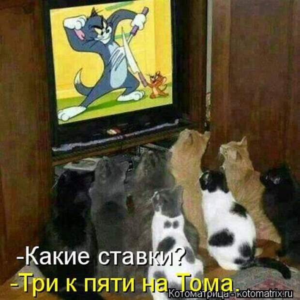Котоматрицы(картинки с надписями)