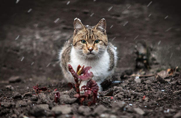 animal-portraits-sergey-polyushko-18-582b05ed3bae2__880