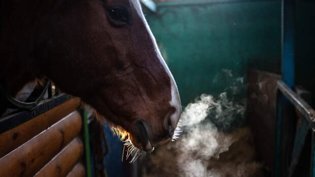 В Волгоградской области задержали подозреваемого в отравлении лошадей