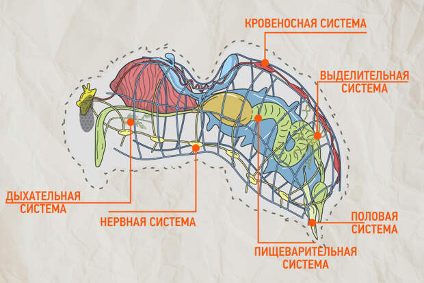 строение членистоногих