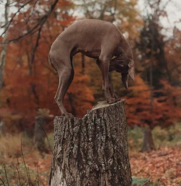 William Wegman - Man Ray