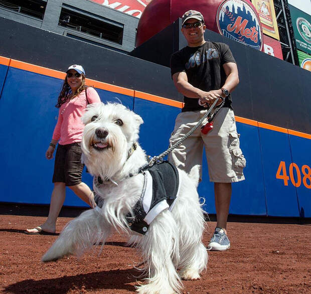 собаки на бейсбольных стадионах / Ballpark Dogs
