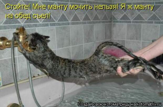 Котоматрицы(картинки с надписями)