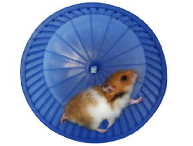 Hamster