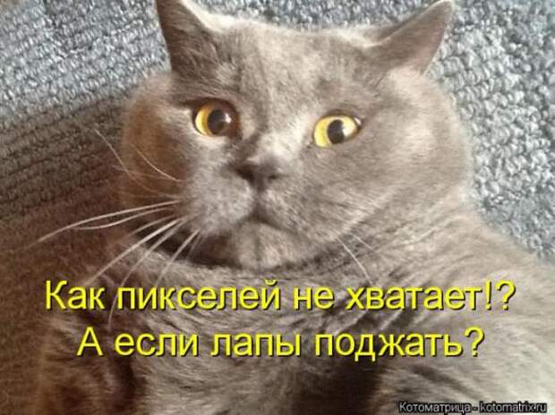 Котоматрицы(картинки с надписями)