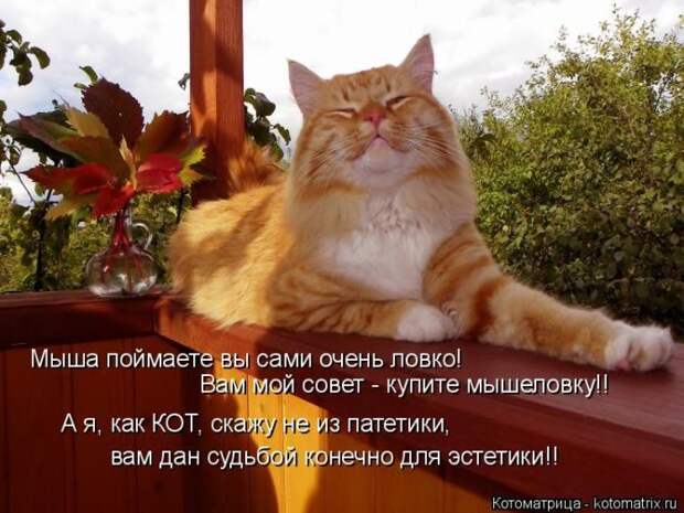 Самые лучшие котоматрицы прошедшей недели Самые лучшие котоматрицы прошедшей недели