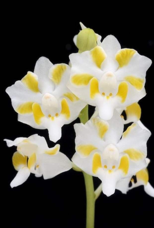Phalaenopsis pulcherrima интересное, красота, орхидеи, флора, цветы