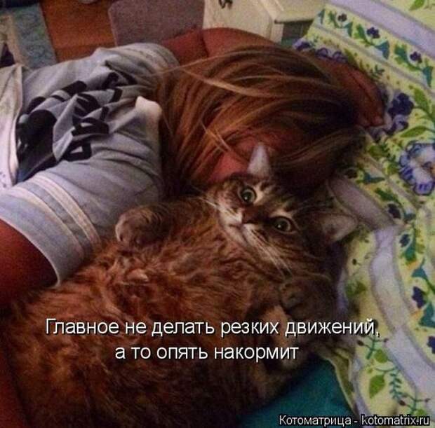 Лучшие котоматрицы недели