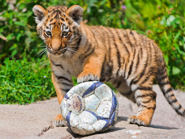 Детеныш тигра. (Tambako The Jaguar)
