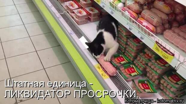 Лучшие котоматрицы недели (50 фото)
