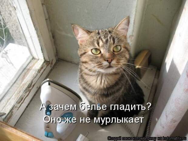 Кошатина да псятинка позитивная, этакая забавная, с надписями, очень много на выходные