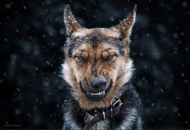 animal-portraits-sergey-polyushko-30-582b061235ddd__880