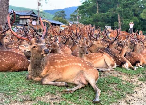 Рогатый феномен: сотни оленей в парке Нара ежедневно собираются в одно и то же время