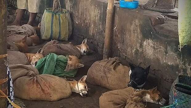 Собак, которых собирались пустить на мясо, спасли в Индии