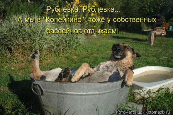 Котоматрицы(картинки с надписями)