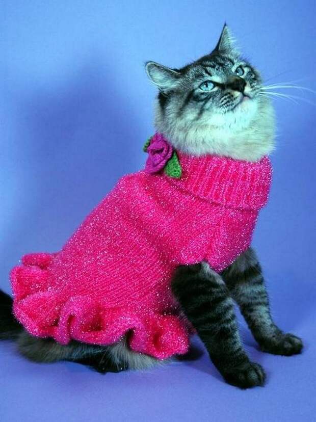 Одежда для кошек
