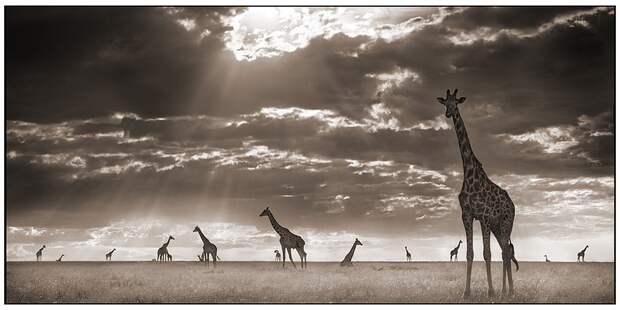 фотографии африки. Nick Brandt