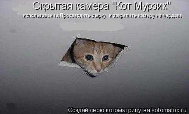Лучшие котоматрицы недели (50 фото)