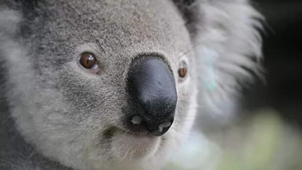 В австралийском заповеднике при лесных пожарах погибли более половины коал