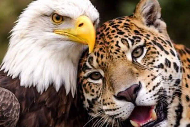 Густаво Петро опубликовал фото с символами Колумбии и США после беседы с Трампом