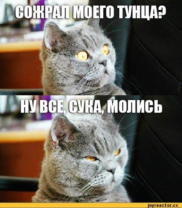кот