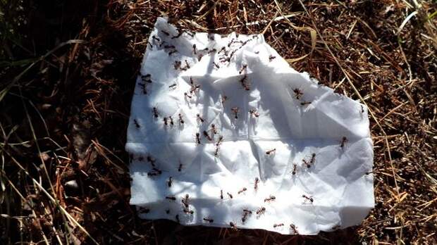 Клещи и комары будут облетать за километр, забытый метод сибиряков