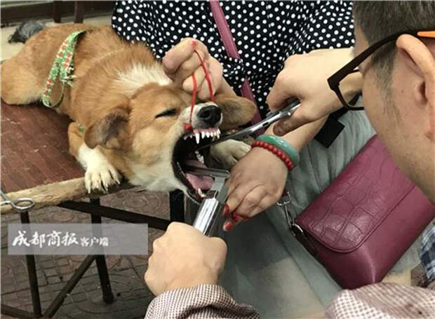 Ветеринар-нелегал развернул на улице операционную по удалению связок у собак