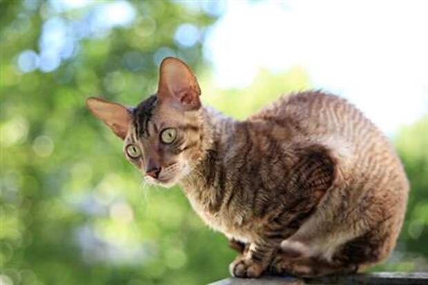 Cornish Rex