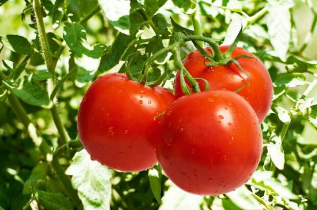 Что необычного приготовить из томатов