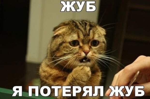 Смешные фото приколы и мемы с котами и кошками Смешные фото приколы и мемы с котами и кошками животные, коты, прикол, юмор