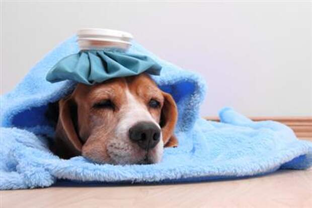 Pet Owner Mistakes