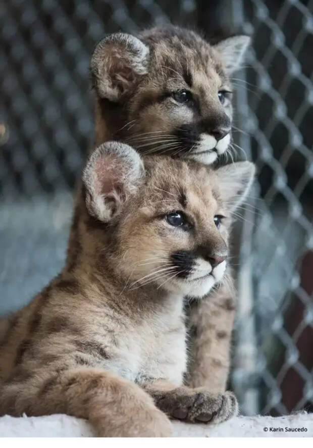 Маленькие большие кошки Большие кошки, Милота, Детеныш, Хищник, Животные, Дикие животные, Лев, Леопард, Гепард, Тигр, Пантера, Пума, Снежный барс, Ягуар, Манул, Каракал, Рысь, Фотография, Длиннопост