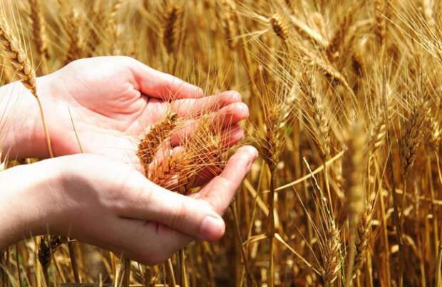 как привлечь богатство, как привлечь богатство в дом, оберег для богатства как привлечь богатство, как привлечь богатство в дом, оберег для богатства