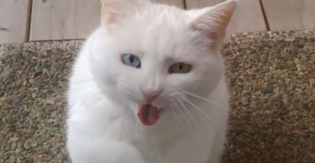 Кошка с разными 