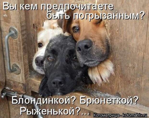 Лучшие котоматрицы недели
