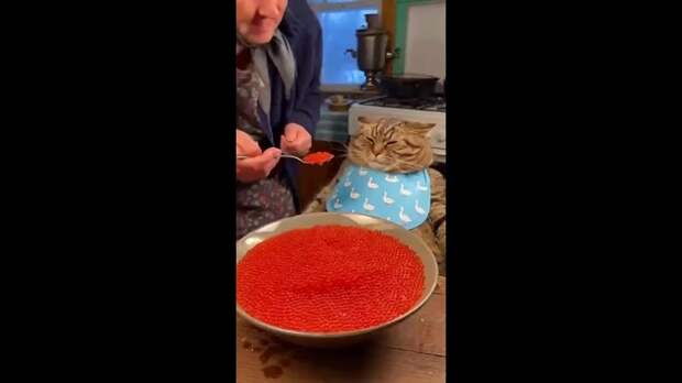 Кушаем и спать) https://t.me/webmoney_dn/311347Video: Клип