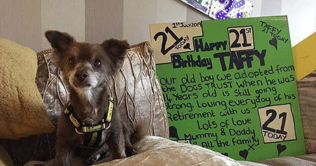 Самая старая собака Британии отметила свой 21-й день рождения великобритания, долгожитель, домашние животные, домашние питомцы, домашний питомец, собака, собаки, чихуахуа