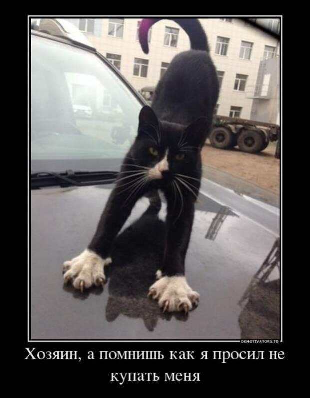 Немного новых демотиваторов