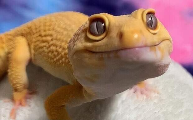 20+ кадров с ящерками, на которых они - те ещё милашки