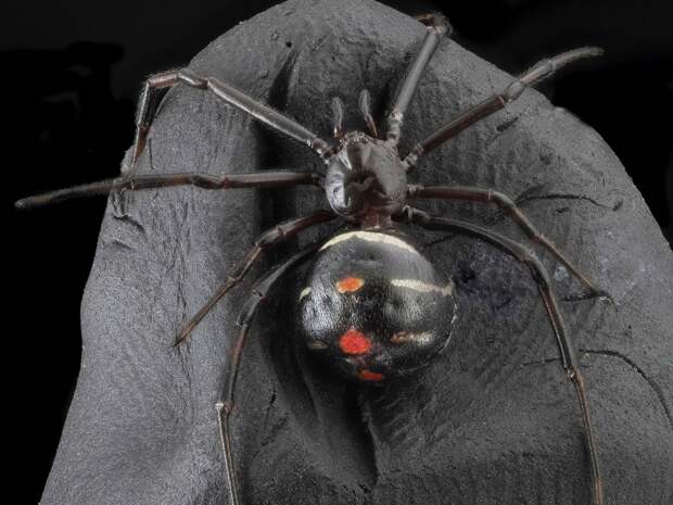 Eight Fun Facts About Black Widows | Science | Smithsonian Magazine