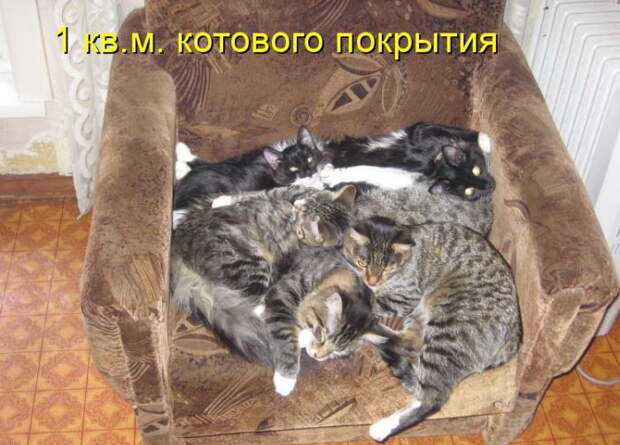 Котоматрицы (50 штук) Котоматрицы (50 штук)