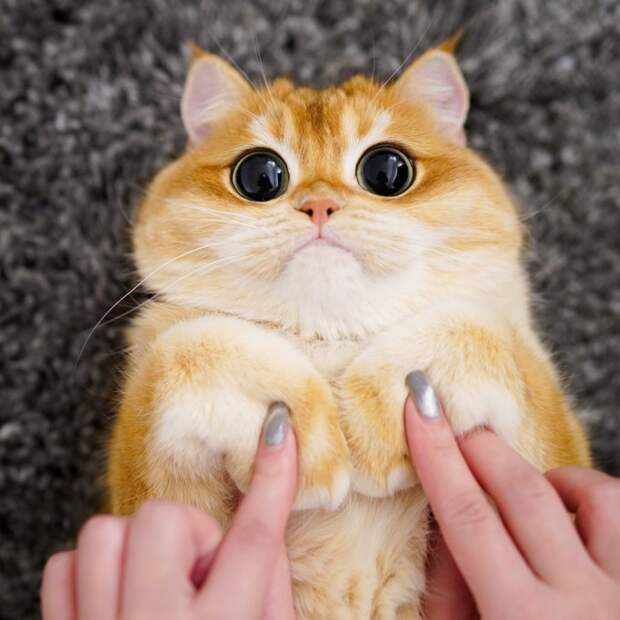 Котик с огромными глазищами из «Шрека» реально существует!
