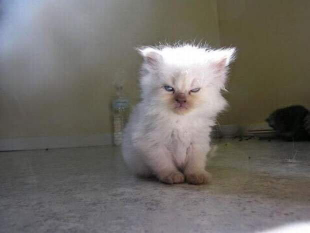 lolcats14 100 лучших фотографий кошек всех времен и народов