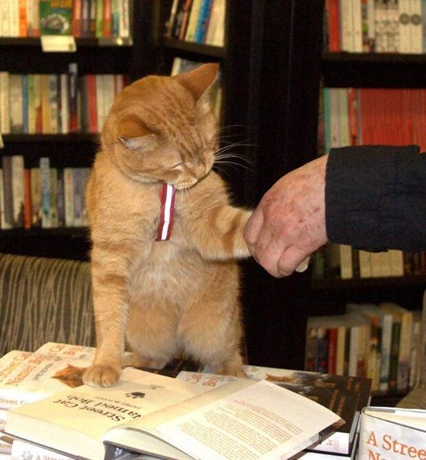 История рыжего кота Боба