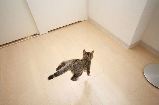 Кошки в полете