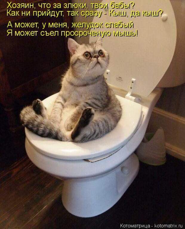 Котоматрицы (картинки с надписями)