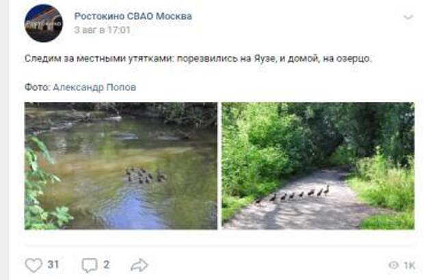 Фото дня: утиное семейство вдоль берега реки Яуза