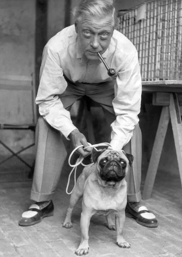 Мопсы в Голливуде