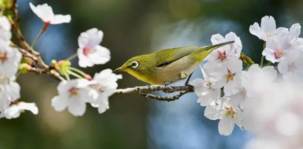 До +26 и без осадков. О погоде в Алтайском крае 16 апреля